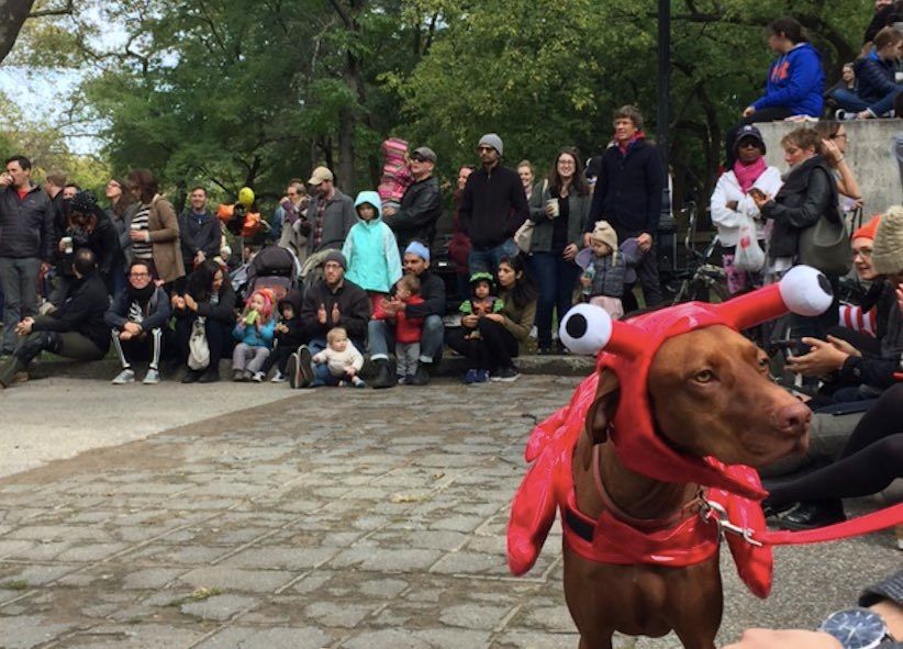 18th Annual Great PUPkin Dog Costume Contest