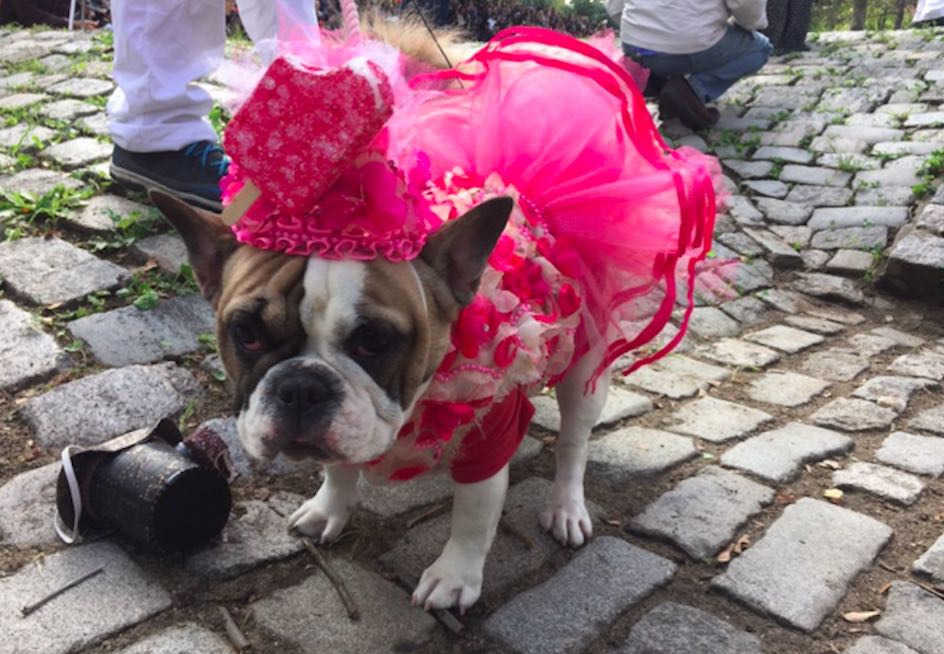 18th Annual Great PUPkin Dog Costume Contest