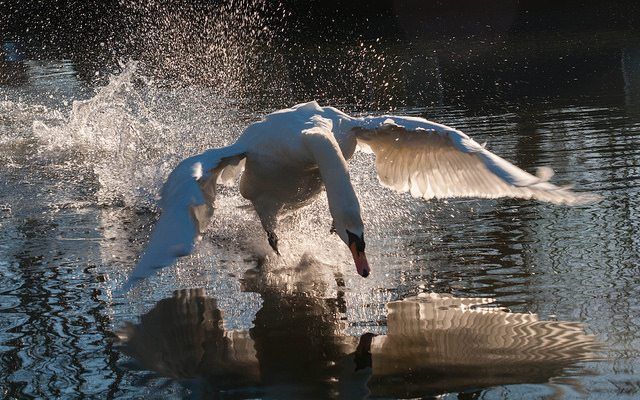 Save The Swans! Mute Swan’s ‘Death Sentence’ Reversed