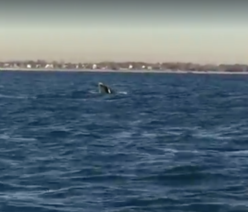 It’s Almost Friday! Here’s A Fun Video Of A Whale In Plumb Beach