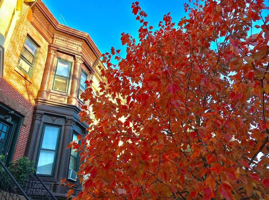 park-slope-fall-leaves