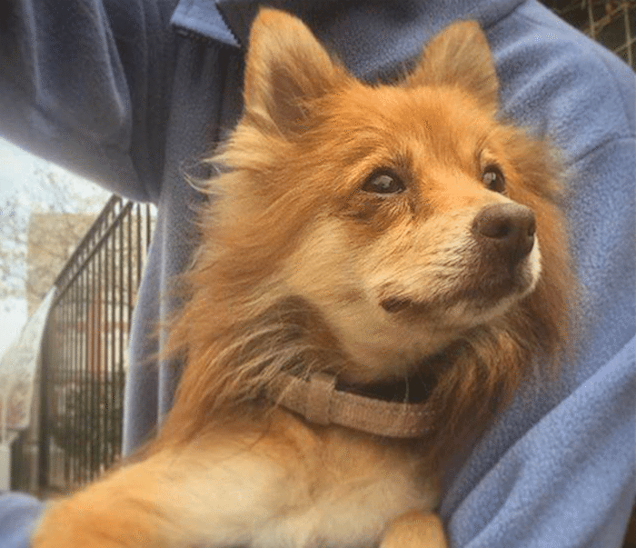 Adoptable Animal Of The Week: Leah The Pomeranian Mix