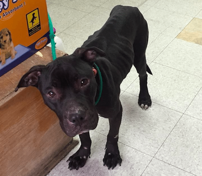 Adoptable Animal Of The Week: Dodger The Pit Bull Mix