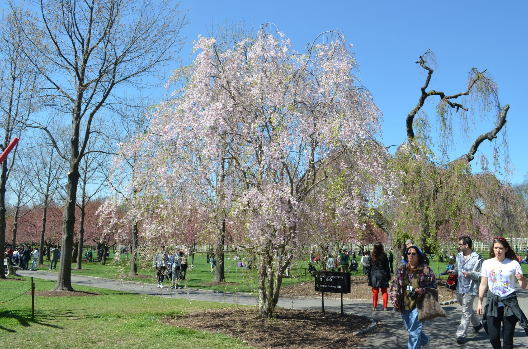 Boule de bain cherry blossom - American Dream Market