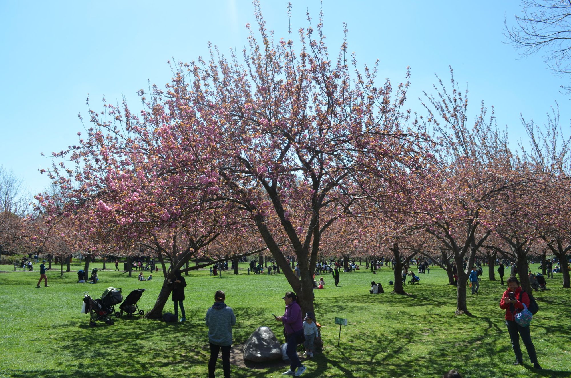 Reserve Your Tickets Now For This Weekend's Cherry Blossom, 43% OFF