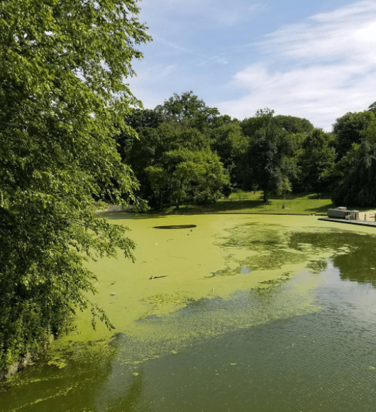 Beware Of Blue-Green Algae In Prospect Park Lake