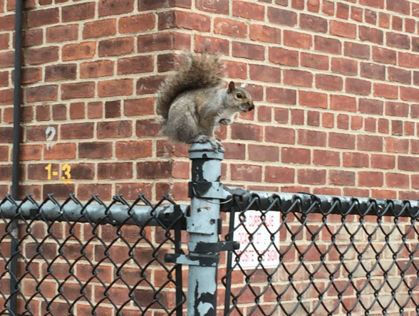 The Down-Low: Crazed Squirrel In Prospect Park & Other Stories You Shouldn’t Miss