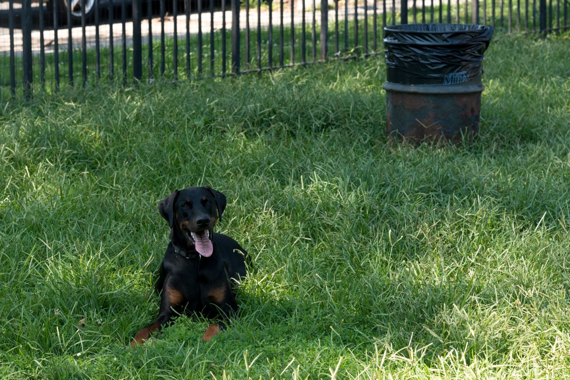 7 Best Dog Parks In Brooklyn