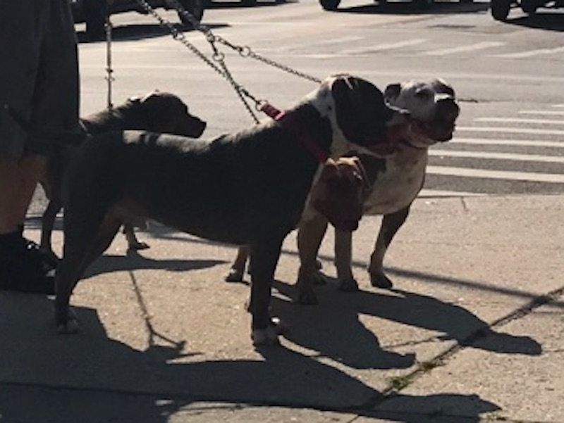 South Slope Resident Warns Neighbors Of Four Pit Bulls After Vicious Attack