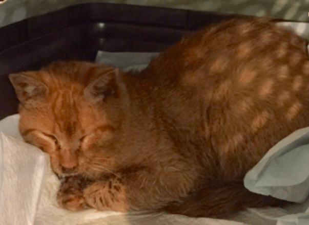 Help Garfield And Other Cats Living In A South Slope Feral Colony
